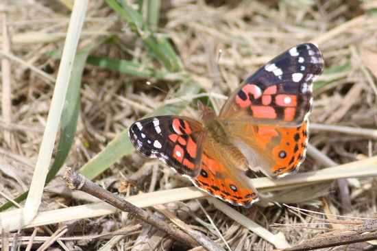 Dama pintada 