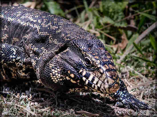 Lagarto overo