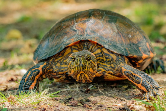 Tortuga pintada