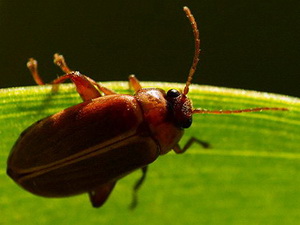 Escarabajo de pantano - Familia Scirtidae