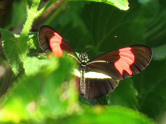 Banded longwing