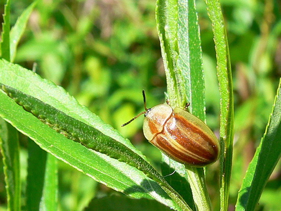 Escarabajo tortuga