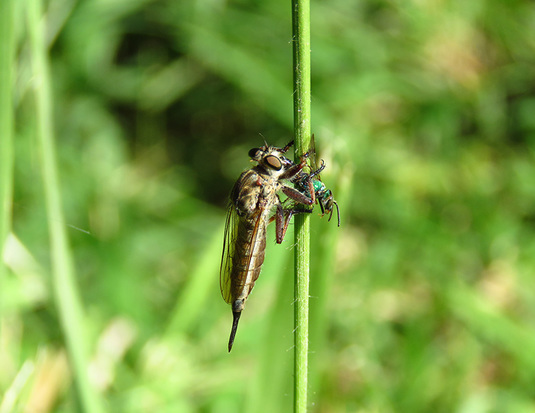 Moscardón cazador