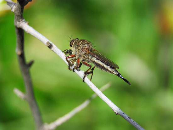Moscardón cazador