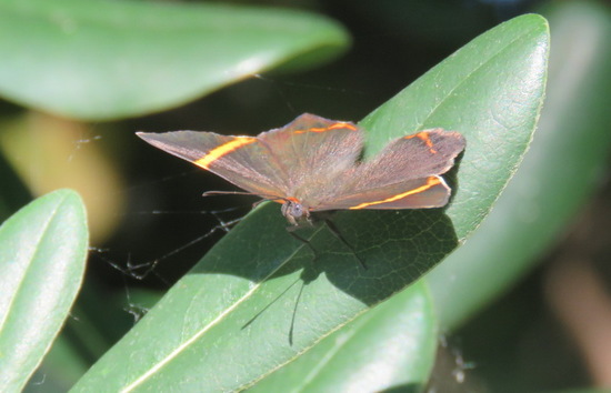 Lyssipoides metalmark