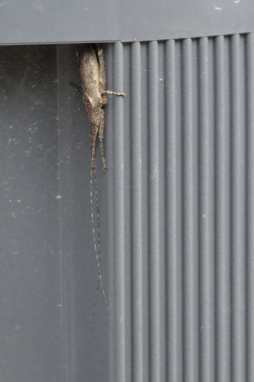 Saltamontes hoja