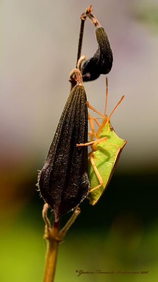 Horn bug