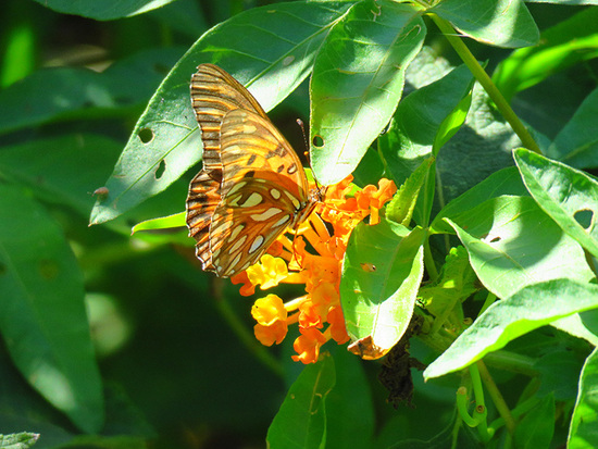 Gulf fritillary