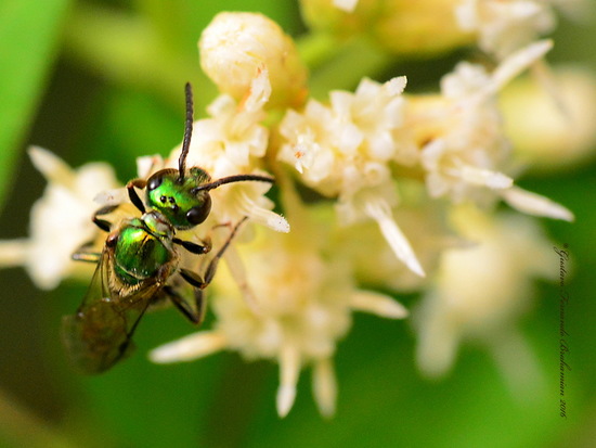Sweat Bee