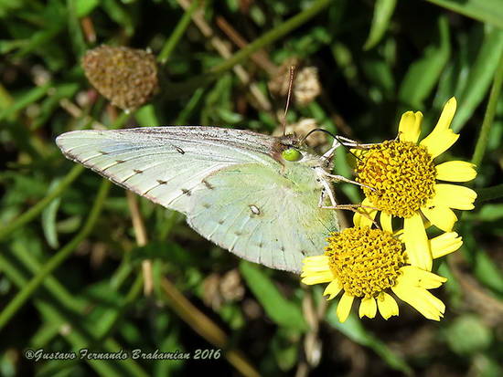 Lesbia sulphur