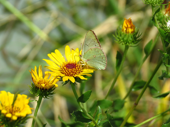 Lesbia sulphur