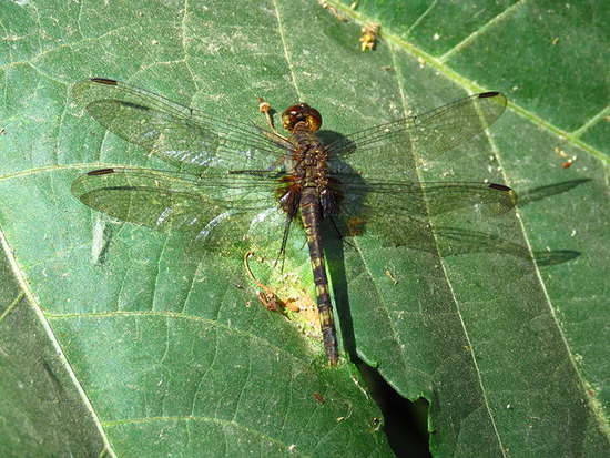 Libélula