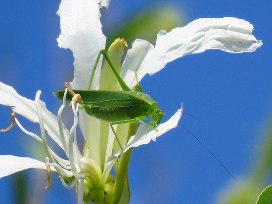 Saltamontes hoja