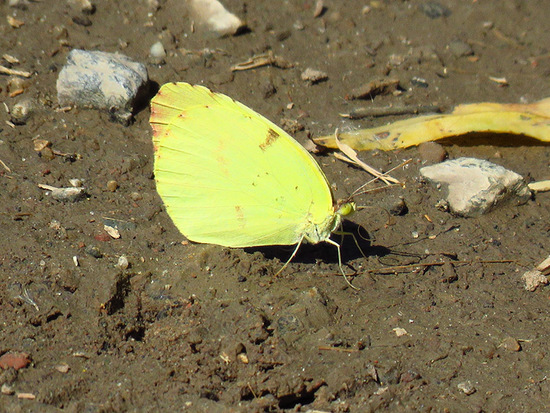 Common yellow