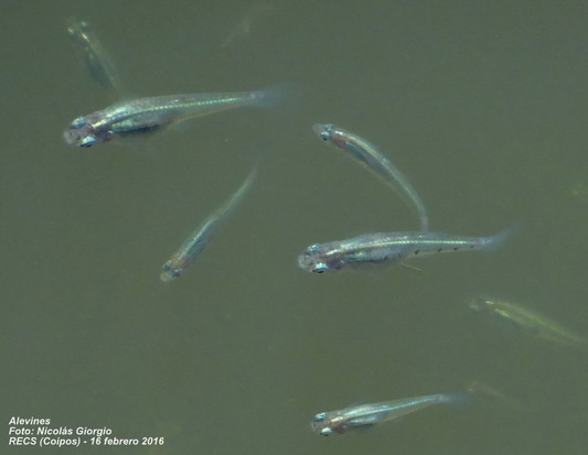 Ten-spotted livebearer