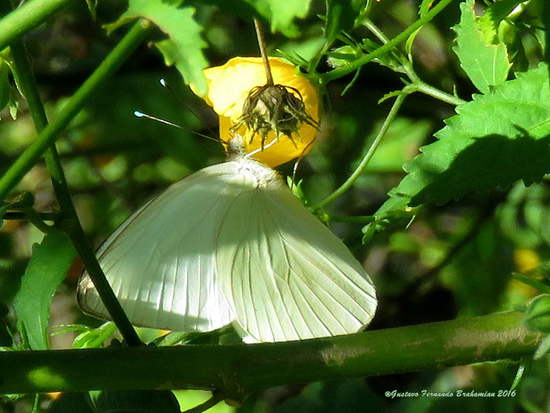 Great southern white