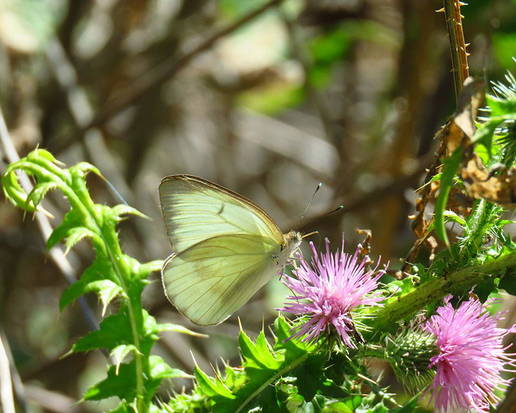 Great southern white