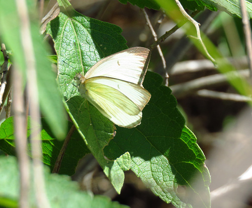 Great southern white