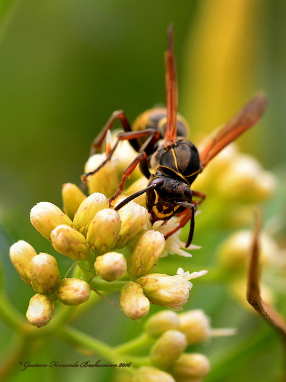 Avispa papelera