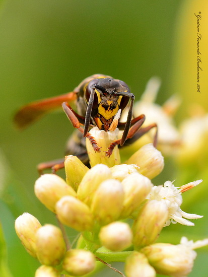 Avispa papelera
