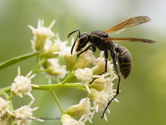 Avispa papelera