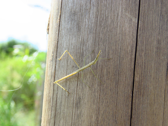 Stick grasshopper