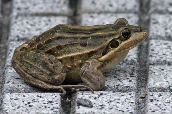 Rana criolla