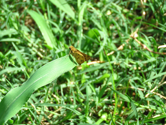 Fiery skipper