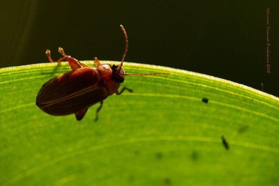 Escarabajo de pantano