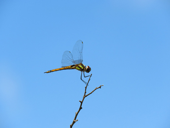Libélula 