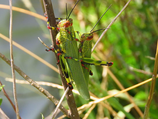 Lubber Grasshopper