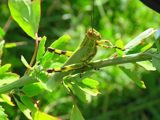 Lubber Grasshopper