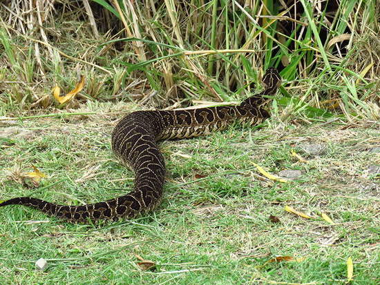 Yarará grande