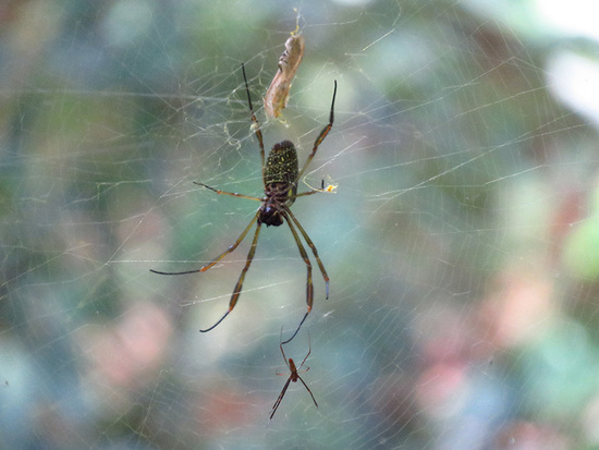 Araña de seda de oro