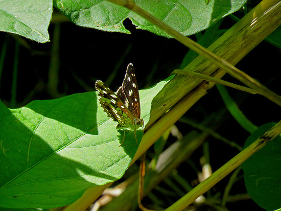 Bataraza