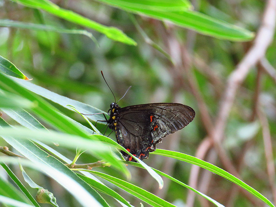 Polystictus swallowtail