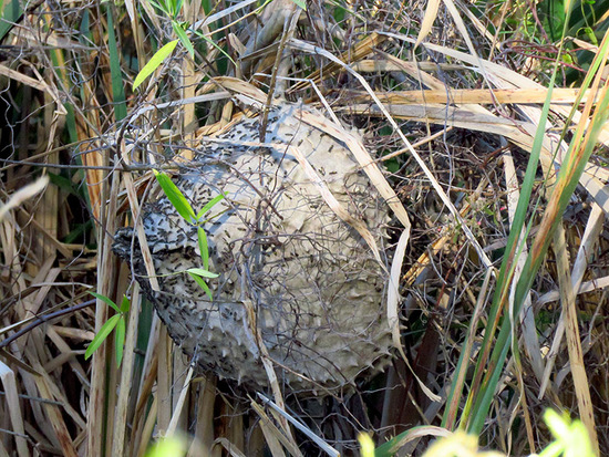 Camuatí