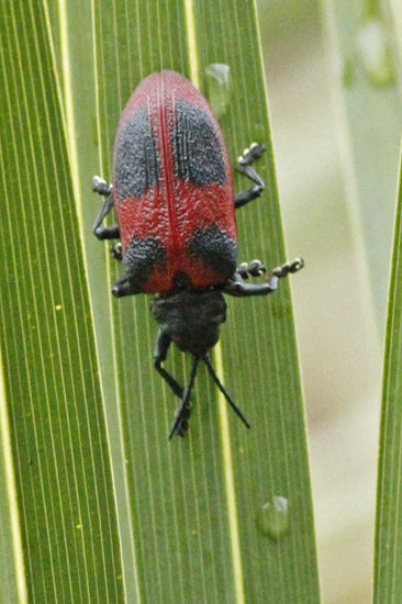 Leaf beetle