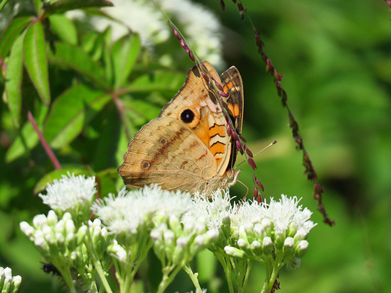 Southern buckeye
