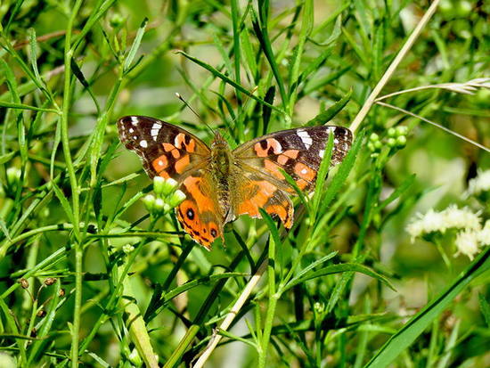 Dama pintada 