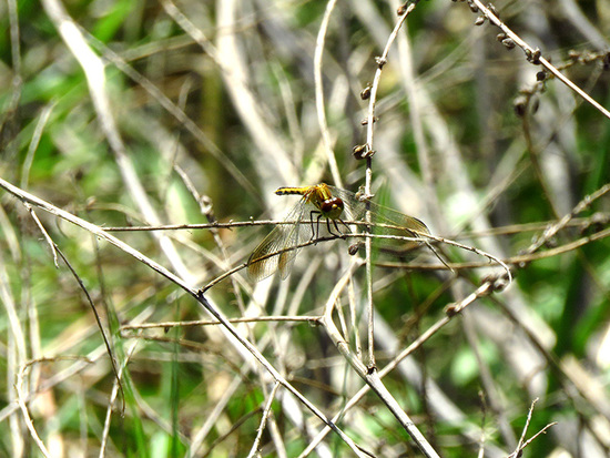Libélula 