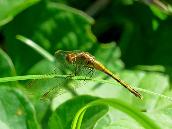 Libélula 