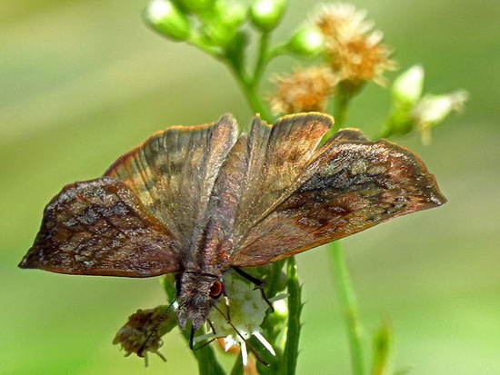 Dichrous skipper