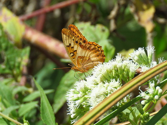 Southern fritillary