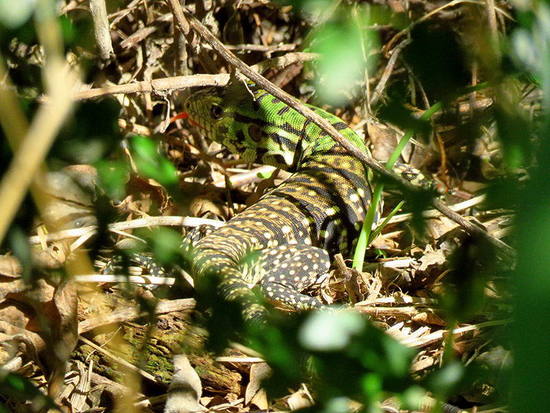 Lagarto overo