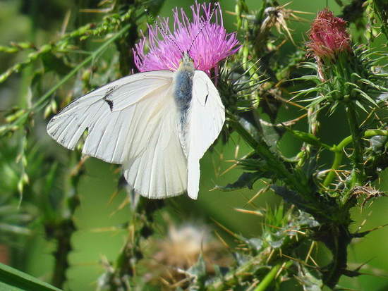 American white-milk