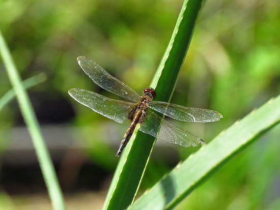 Libélula