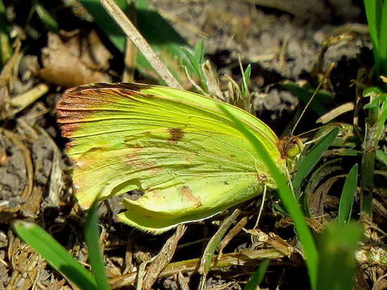 Limoncito común 