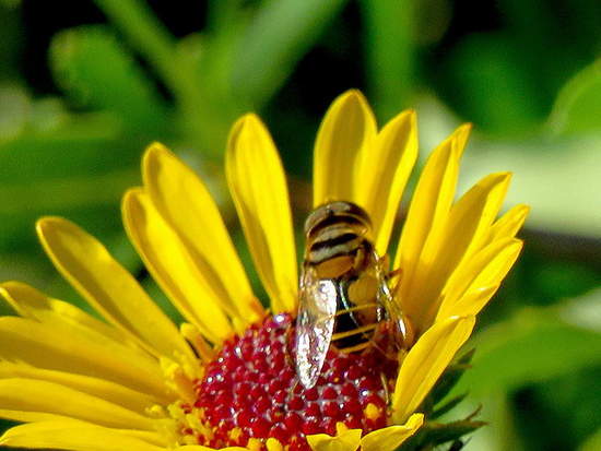 Mosca de las flores