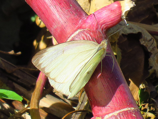 Great southern white